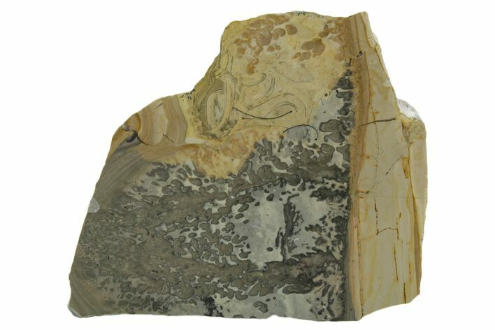 Triassic Aged Stromatolite Fossil - England #349900